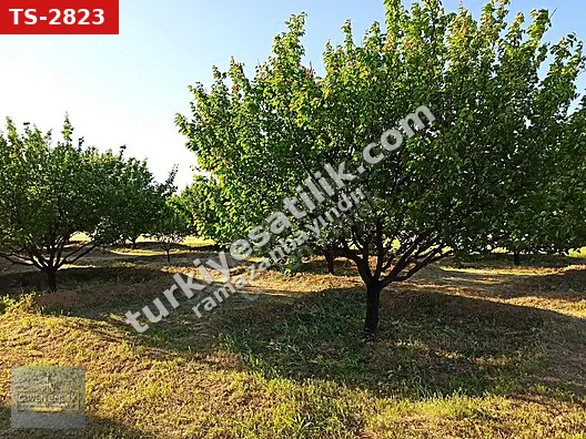 GÜVEN EMLAK'TAN BATTALGAZİ SERİNTEPE MEVKİİ KAYISI BAHÇESİ